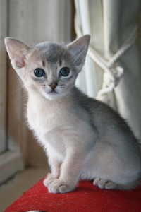 kitten